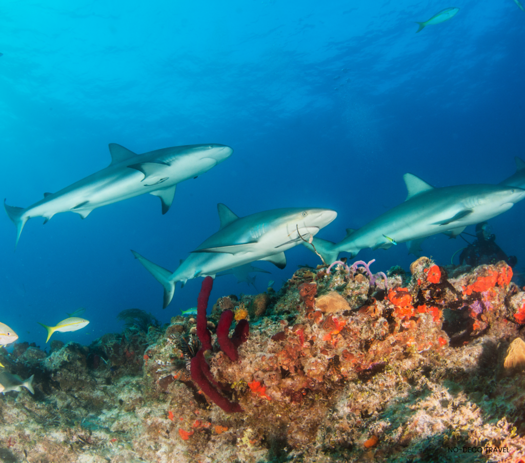 Three bull sharks swimming above a colorful coral reef in clear blue water.